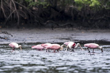 Colhereiro (Platalea ajaja) | Roseate Spoonbill  photographed in Vitoria, Espírito Santo - Southeast of Brazil. Atlantic Forest Biome.