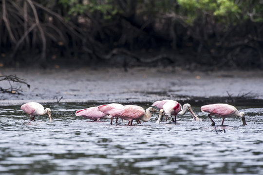 Colhereiro (Platalea ajaja) | Roseate Spoonbill  photographed in Vitoria, Esp&iacute;rito Santo - Southeast of Brazil. Atlantic Forest Biome.