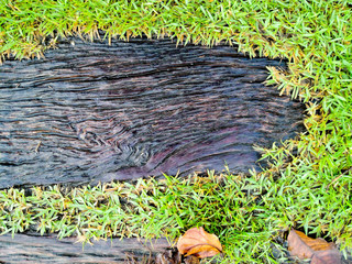 Wet wood sureface round with green grass after hard rain, wet and green.