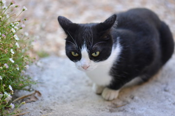 gatto bianco e nero