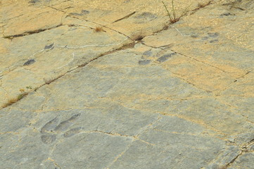 Dinohuellas