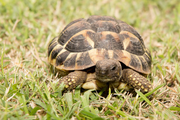 Earth turtle in the house green garden
