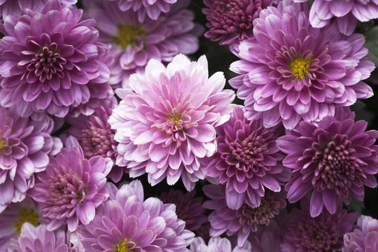 pink chrysanthemum