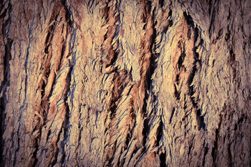 Bark of tree, abstract background.