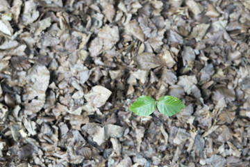 Dry leaves in a beech forest of the Irati Forest