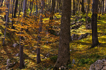 Fototapeta premium Inside forests of Djerdap national park at Miroc mountain on a fall sunny day in east Serbia
