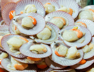 scallop shell on ice