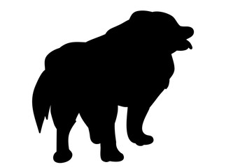 silhouette of a dog is standing