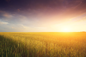Golden Field and Beautiful Sunset © sandsun