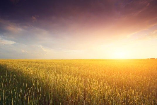 Golden Field and Beautiful Sunset