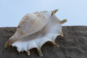 Sea shell on gray sand on a background of a hot sky.