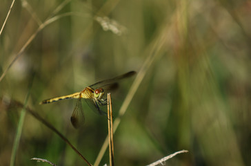 Dragonfly