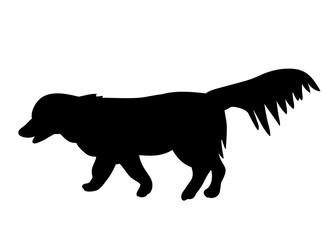 vector, isolated black silhouette of a dog
