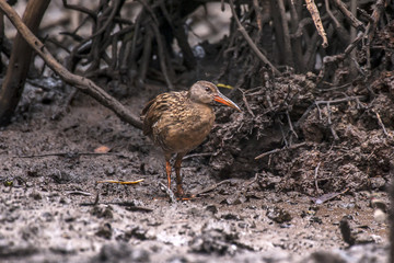 Saracura-matraca (Rallus longirostris) | Clapper Rail  photographed in Vitoria, Espírito Santo - Southeast of Brazil. Atlantic Forest Biome.