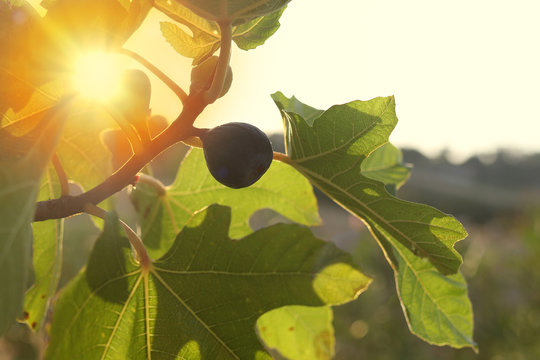 Fig growing on tree in the sunset