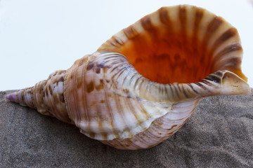 Sea shell on gray sand on a background of a hot sky.