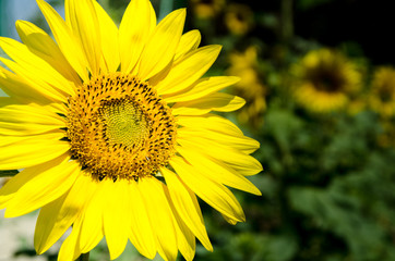 Beautiful sunflower