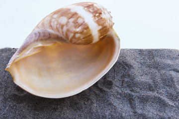 Sea shell on gray sand on a background of a hot sky.