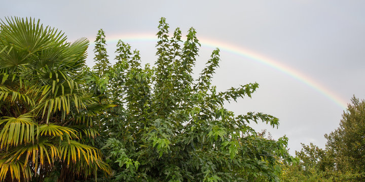 Palm tree and rainbow over rural landscape