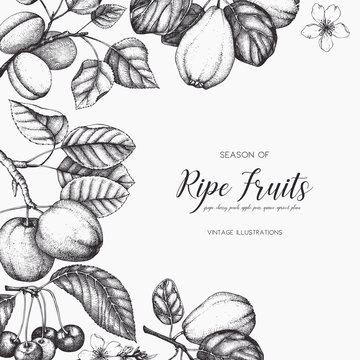 Vintage card design with hand drawn fruit and berries illustration 