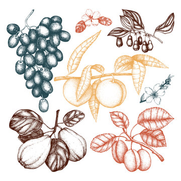 Vector collection of hand drawn fruits and berries illustration 