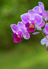 Closeup of a pink orchid with water drops.