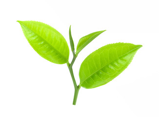 Obraz premium tea leaf isolated on white background