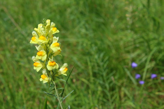 common toadflax (Linaria vulgaris) in flower
