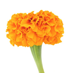 flower of marigold on a white background
