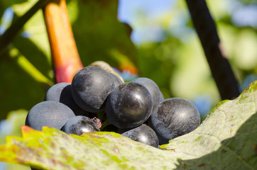Close-up photo of a blue grape vine in a vineyard between green leaves in autumn