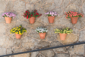 Flower pots at a stone wall in Valldemossa - Majorca - 3665