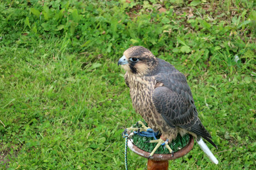peregrine falcon
