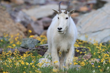 Mountain Goat Oreamnos Americanus Glacier National Park Montana USA