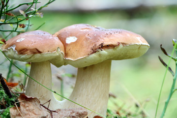 double cep mushroom grow close-up