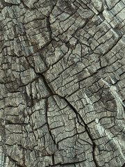 Texture of old wood covered with cracks.