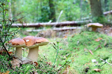 double cep mushroom grow in wood