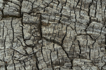 Texture of old wood covered with cracks.