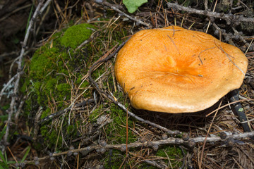 Mountain mushrooms. Boletus (Suillus) cavipes with moss and little branches and needles of larch. Alpine underwood.
