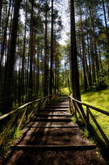 Path With Green Trees in Forest