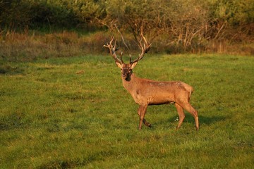 Big and beautiful red deer during the deer rut in the nature habitat of Czech Republic, european wildlife, wild europa, deer rut, Cervus elaphus.