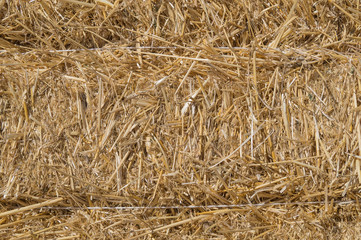 Dry yellow straw in the sheaf as a background