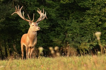 Big and beautiful red deer during the deer rut in the nature habitat of Czech Republic, european...
