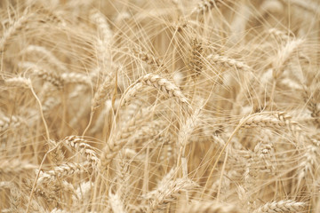 Wheat