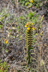 Yellow flowers and vegetation in Arrifana