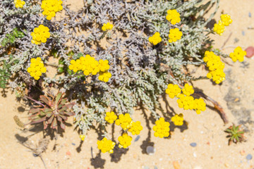 Yellow flowers and vegetation in Arrifana