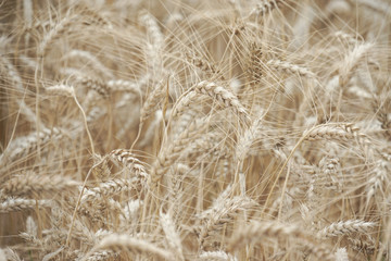 Wheat