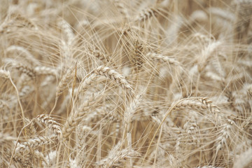 Wheat