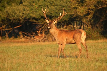 Big and beautiful red deer during the deer rut in the nature habitat of Czech Republic, european wildlife, wild europa, deer rut, Cervus elaphus.