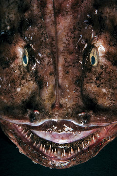 Close up of monkfish