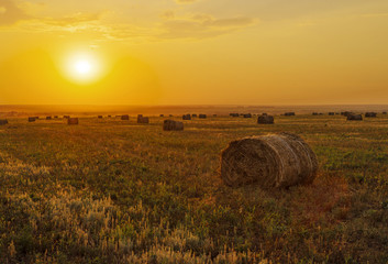 Sunset in the field